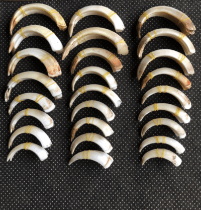 Natural Wild Boar Tusk -Handcrafted Item ( a pair, two pieces )