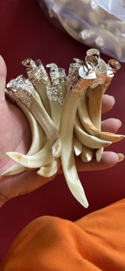 Artisan Silver-Wrapped Natural Tooth Pendant